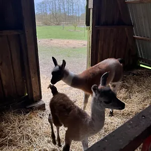 Farm Farm stay Billund